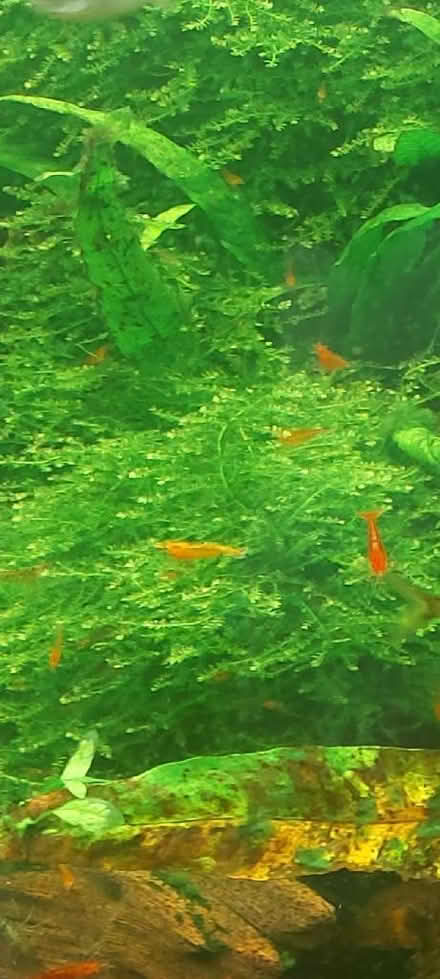 Photo of free Neocaradinas and fishtank moss. (Raunds NN9) #1