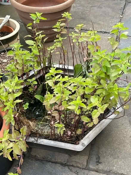Photo of free Pond Plants (B27, Acocks Green.B27) #2
