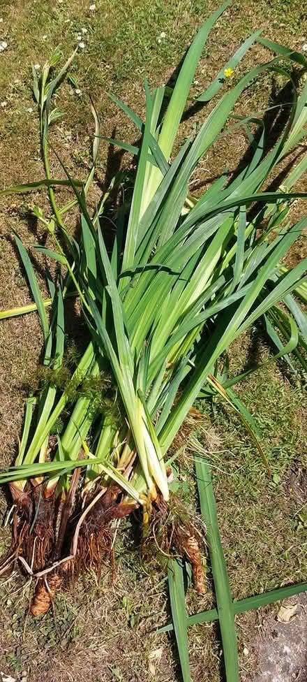 Photo of free Pond weed (East Wittering PO20) #2