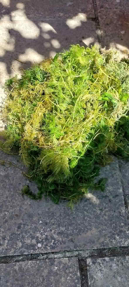 Photo of free Pond weed (East Wittering PO20) #1