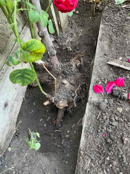 Photo of free Rea rose 🌹 (SE27 0EE) #2