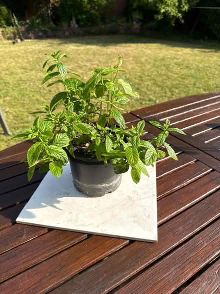 Photo of free Mint plant (Norbury CR7) #1