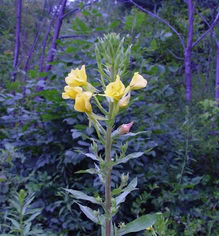 Photo of free Evening primrose (native) (Duren Ave) #2