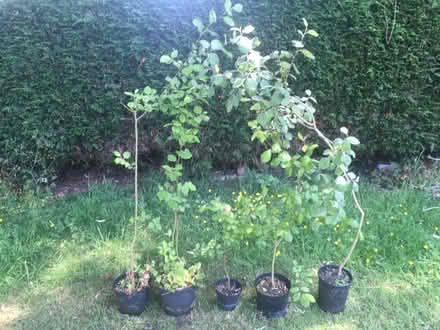 Photo of free Willow whips (Kingston Hill ST16) #1