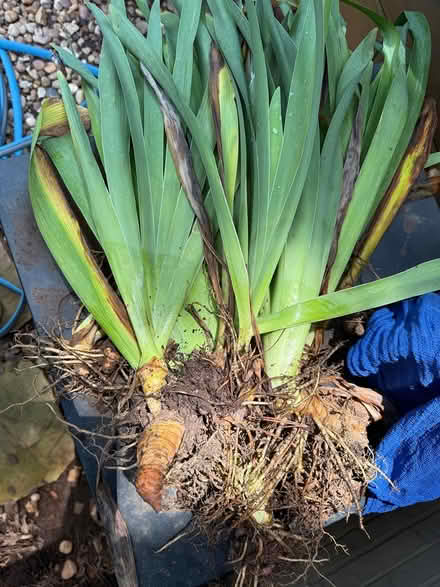 Photo of free Iris bulbs/plants (Tucker, Georgia) #1