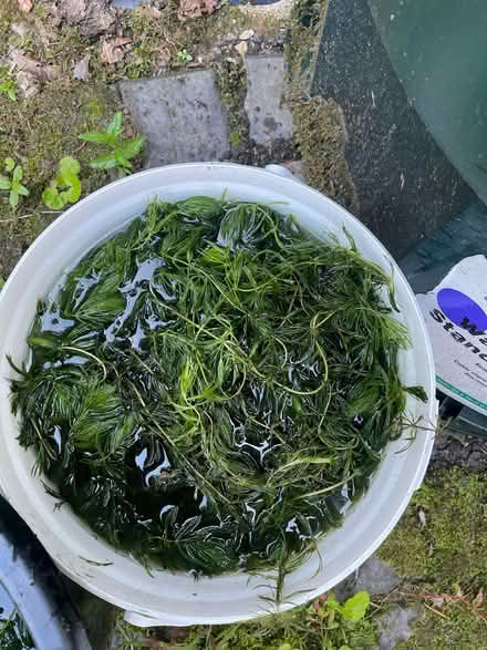 Photo of free Bucket of Pond Weed (Llandrindod LD1) #1