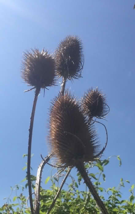 Photo of free Baby Teasels (Kingston Hill ST16) #2