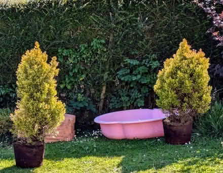 Photo of free Conifers (Pant SY10) #1