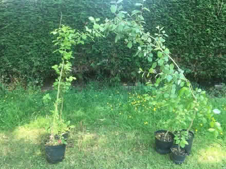 Photo of free Willow whips (Kingston Hill ST16) #2