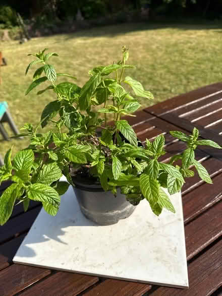 Photo of free Mint plant (Norbury CR7) #2
