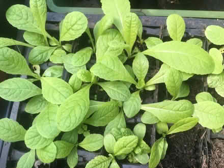 Photo of free Baby Teasels (Kingston Hill ST16) #1