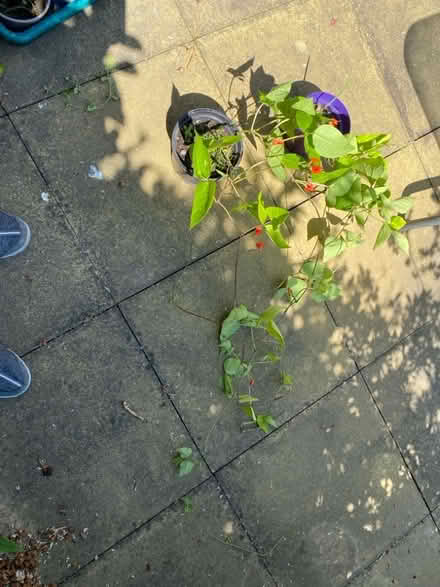 Photo of free Runner Bean Plants (CT10) #1