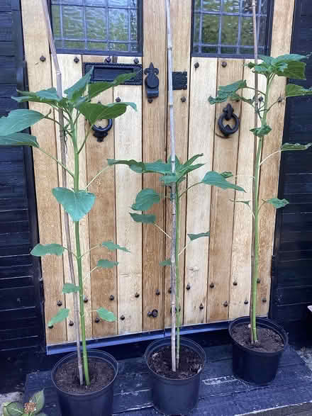 Photo of free Giant sunflowers (Westcliff SS0) #1