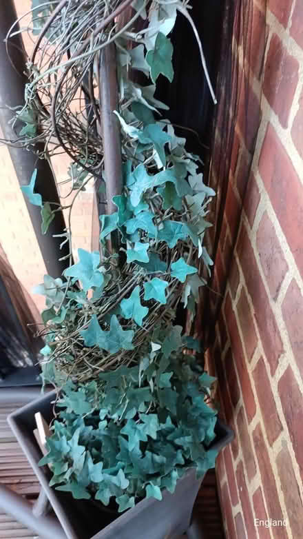 Photo of free Fake ivy in planters x2 (B64, Cradley Heath) #1