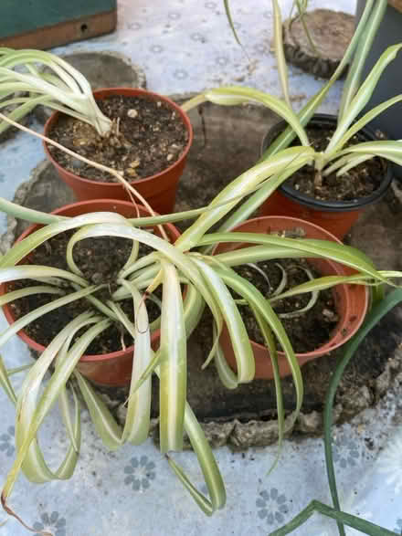 Photo of free House plants Spider plants (NG9, Beeston) #1