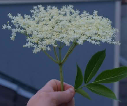 Photo of Elderflower flowers (Coombe road area BN2 4) #1