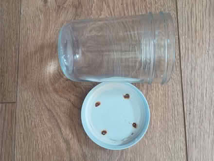 Photo of free approx 20 8-oz mason jars plus 20 4-oz mason jars with lids (Ashburton CR0) #1