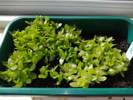 Photo of free Dragon fruit seedlings (Six Ways AL8) #2