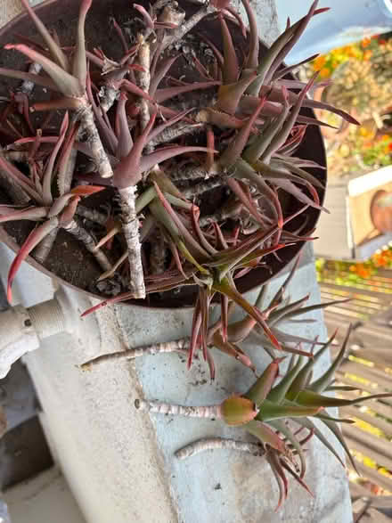 Photo of free Aloe cuttings (Berkeley) #1