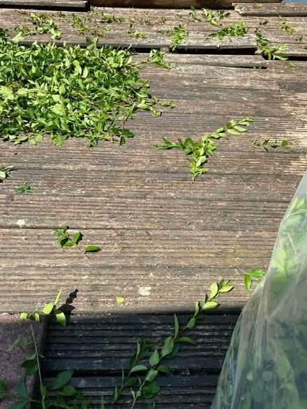 Photo of free Decking (Ripley DE53) #1