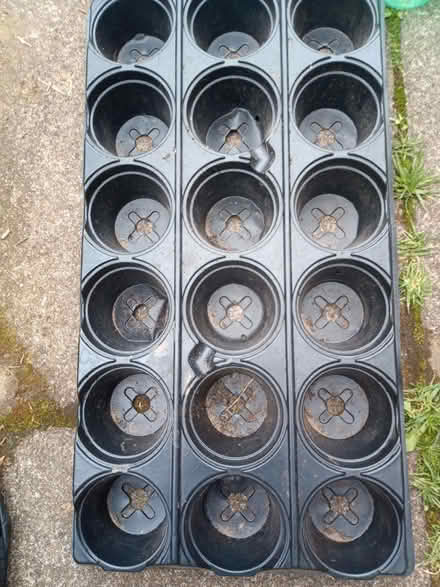 Photo of free Trays for flower pots (Askham CA10) #3