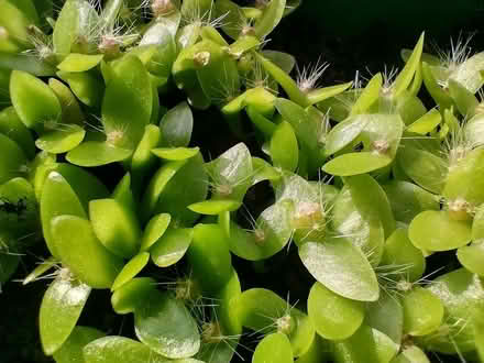 Photo of free Dragon fruit seedlings (Six Ways AL8) #1