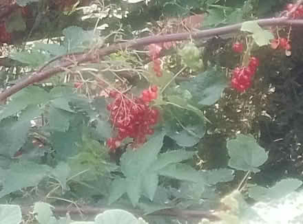 Photo of free Red currants (Heysham LA3) #1