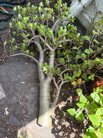 Photo of free Large healthy Jade plant (Berkeley) #1