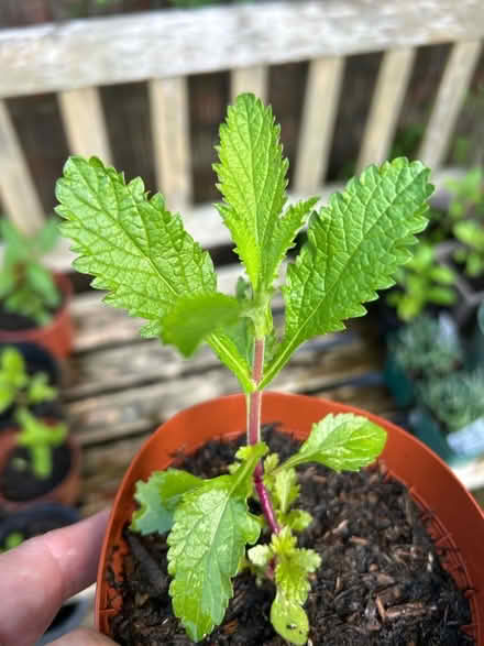 Photo of free Verbena bonariensis (Rainham ME8) #1
