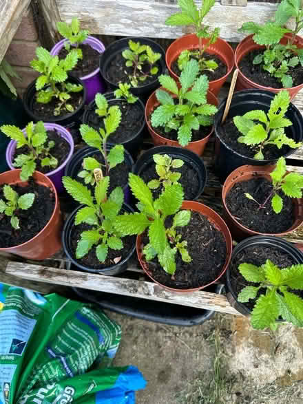 Photo of free Verbena bonariensis (Rainham ME8) #2