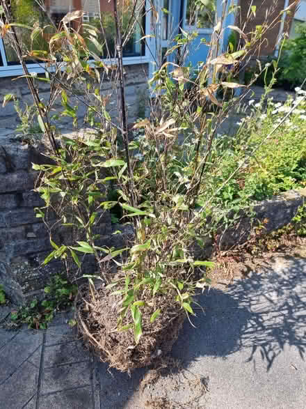 Photo of free Bamboo (Farington PR25) #1