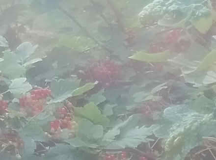 Photo of free Red currants (Heysham LA3) #2