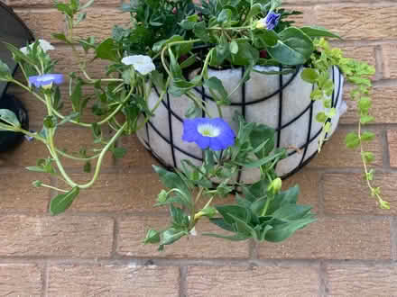 Photo of free Insulated foam (cold food packaging) (Oswestry SY11) #3