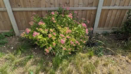 Photo of free Outdoor plants (Letchworth SG6) #1