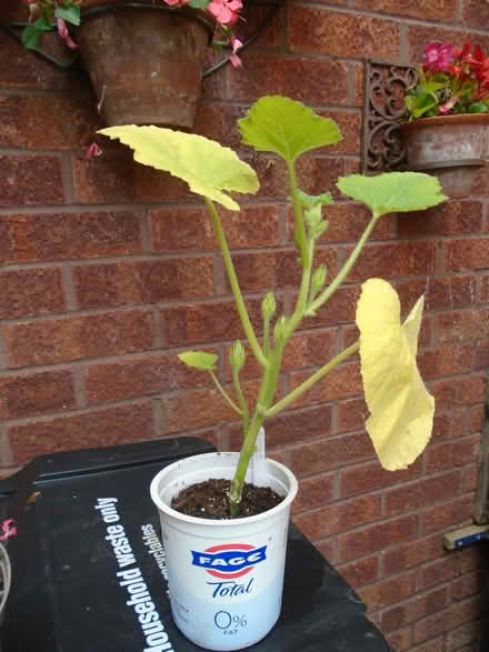 Photo of free Pumpkin plant (Lower Earley RG6) #1