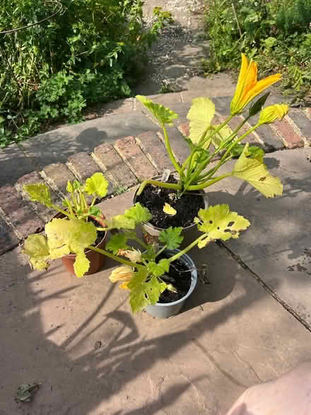 Photo of free Courgette plants (TN37 near Asda) #1