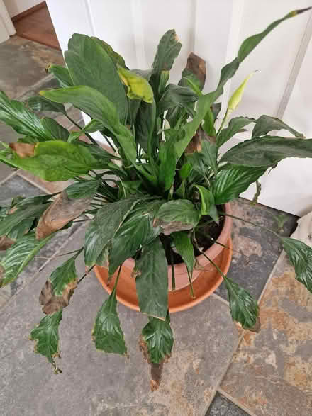 Photo of free Peace Lily Plant (Bootle L20) #2