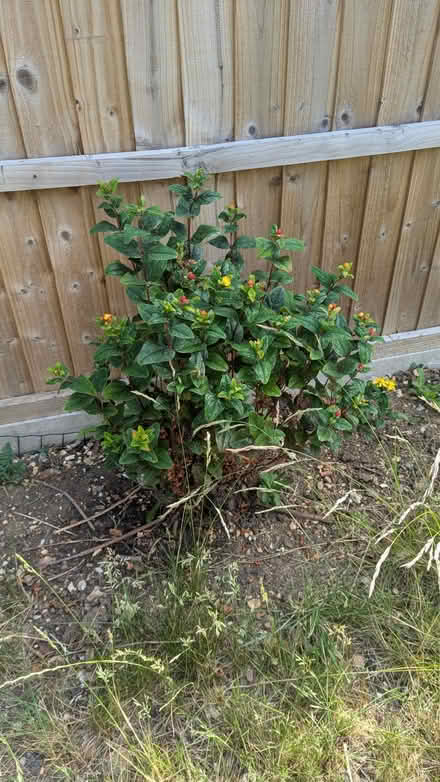 Photo of free Outdoor plants (Letchworth SG6) #4