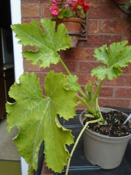 Photo of free Courgette plant (Lower Earley RG6) #1