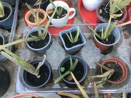 Photo of free Small aloe Vera plants (southall UB1) #2
