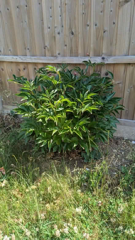 Photo of free Outdoor plants (Letchworth SG6) #2