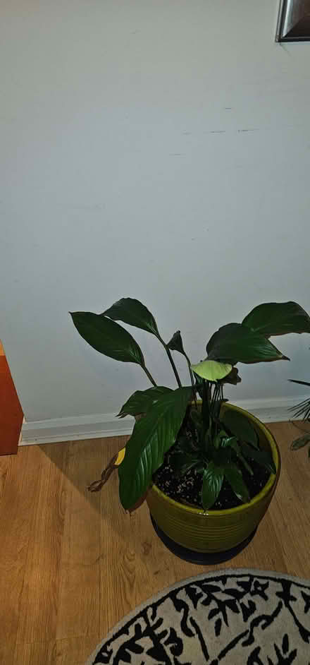 Photo of free Peace Lily Plant (Beswick M11) #1