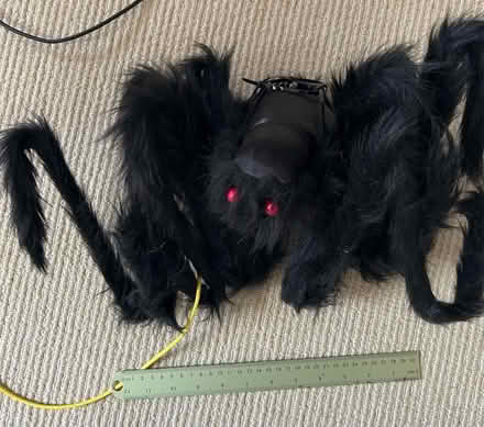 Photo of free Big scary halloween spider (Craig-y-don LL30) #1