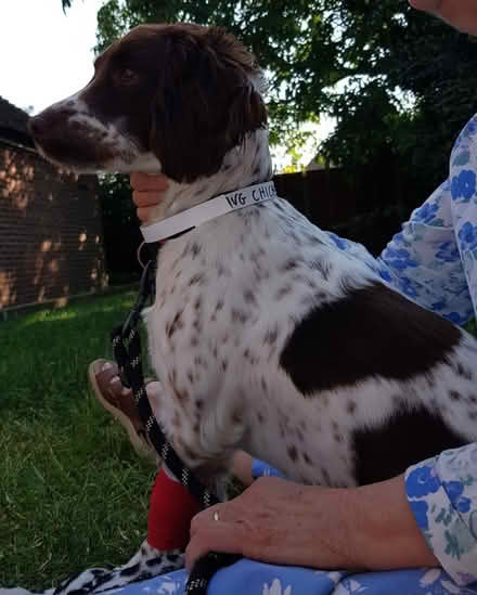 Photo of Pet stroller or dog pram (Westmeads, Bognor Regis, PO21) #2