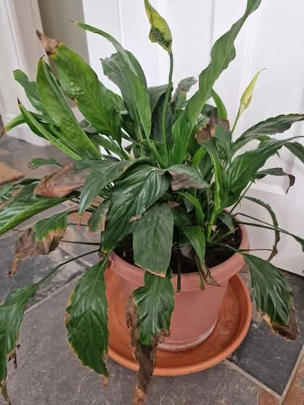Photo of free Peace Lily Plant (Bootle L20) #1