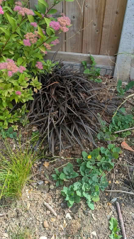 Photo of free Outdoor plants (Letchworth SG6) #3