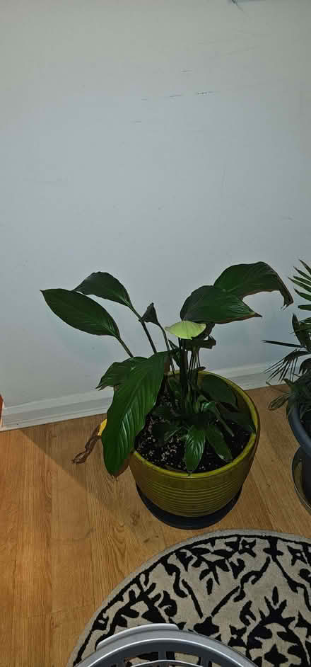 Photo of free Peace Lily Plant (Beswick M11) #2