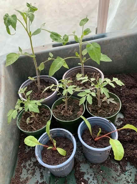 Photo of free Tomato and Chard plants (Tunbridge Wells S. TN2) #1