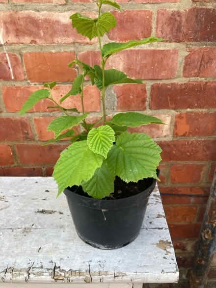 Photo of free Hazelnut tree (Maidenhead SL6 8 R.N.) #1