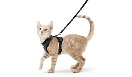 Photo of Cat Harness & Lead (DE56) #1